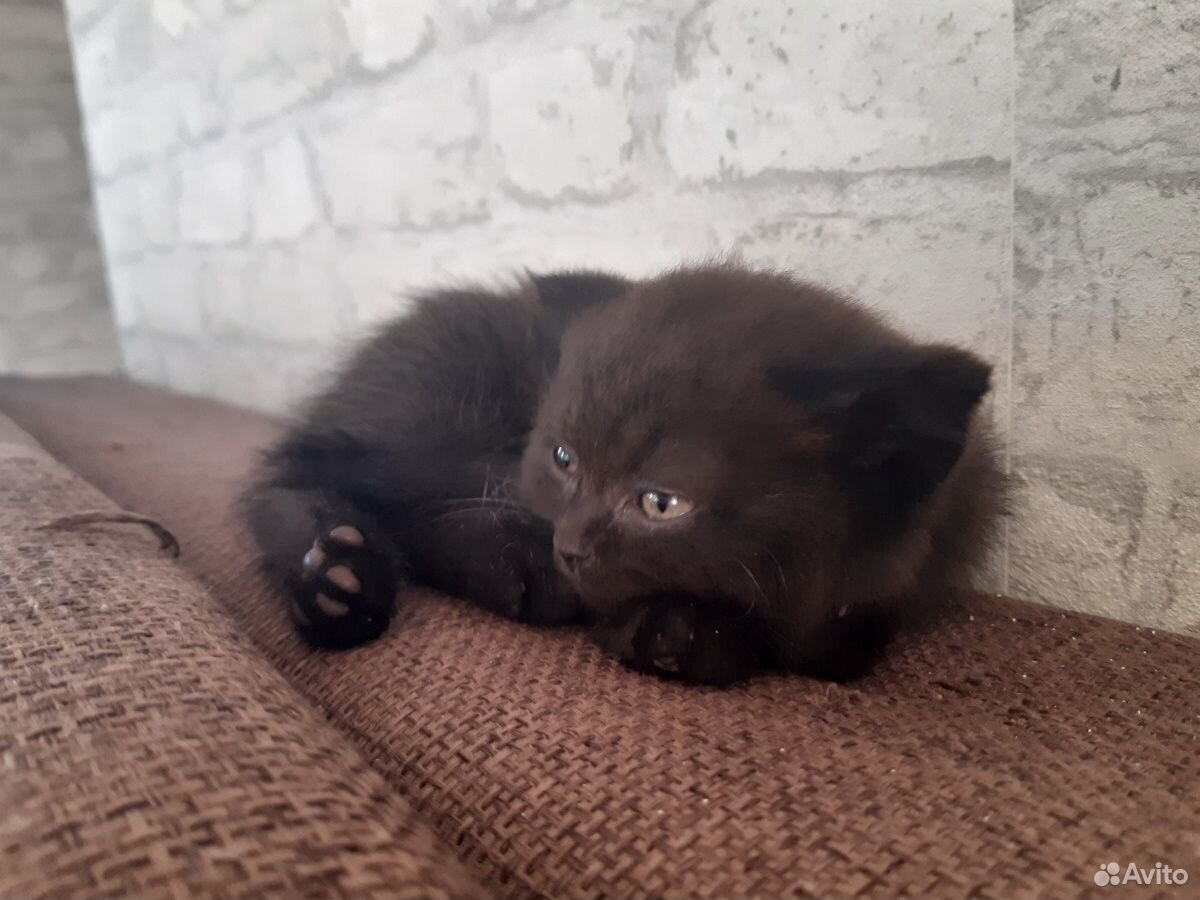 Черненький котёнок купить на Зозу.ру - фотография № 2