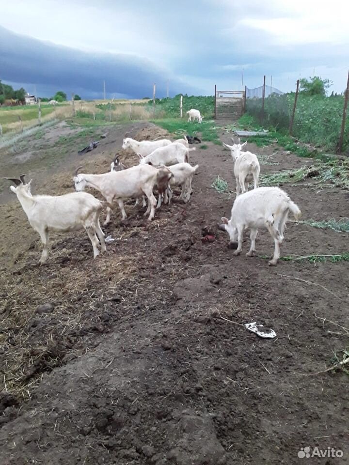 Бараны, козы, овцы купить на Зозу.ру - фотография № 5