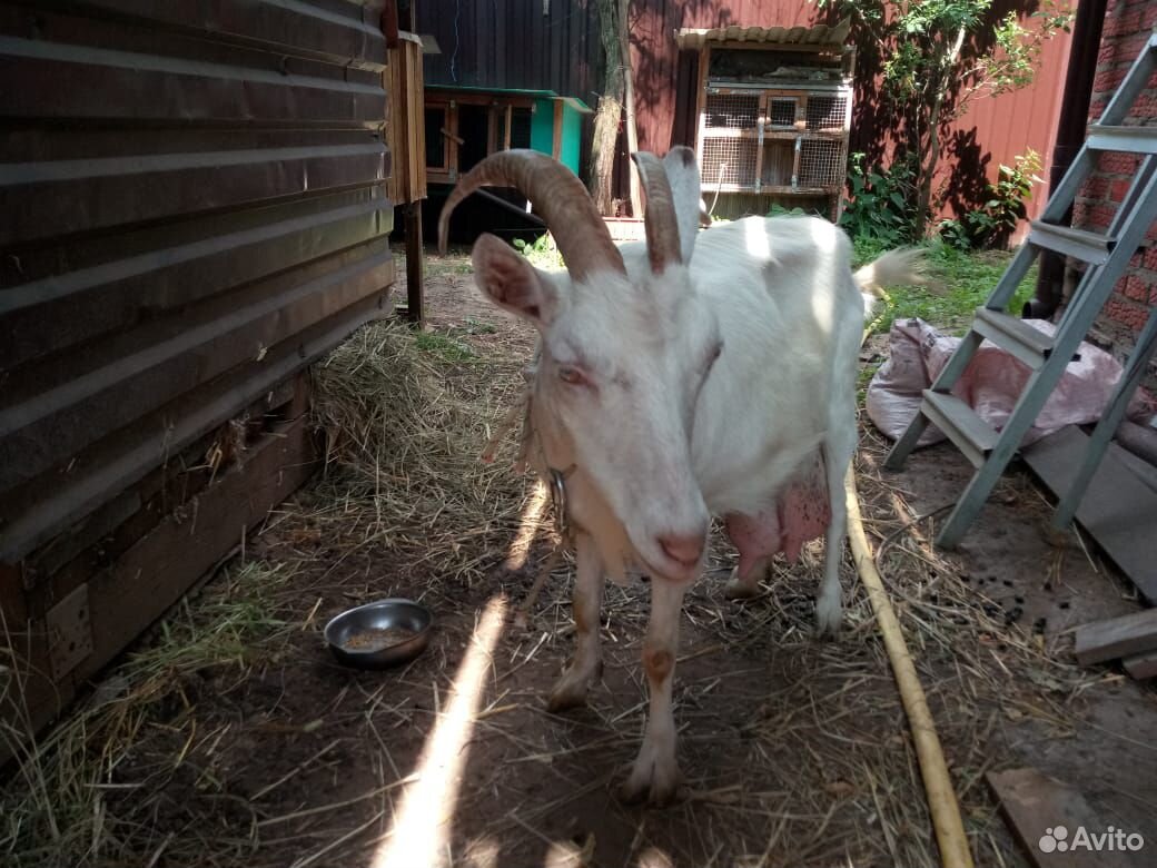 Продам дойную козу купить на Зозу.ру - фотография № 1