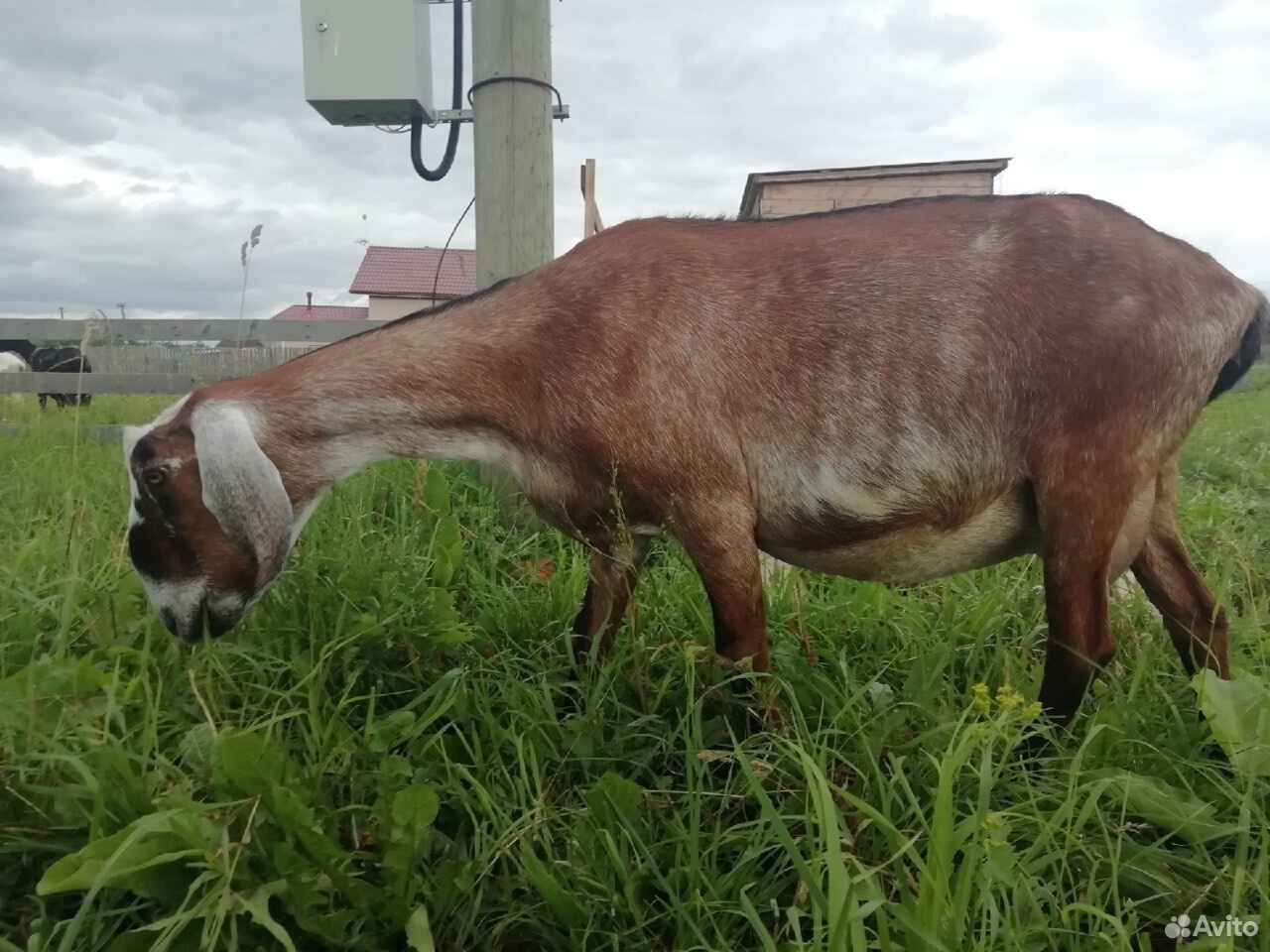 Англо-Нубийская коза купить на Зозу.ру - фотография № 4