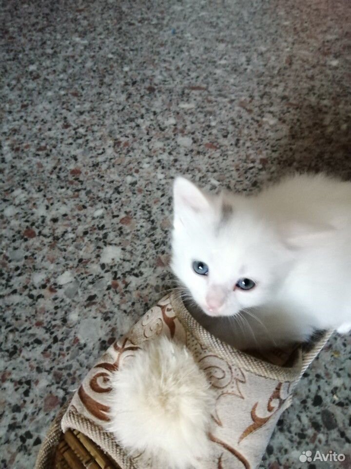 Глаткошерстые котята купить на Зозу.ру - фотография № 4