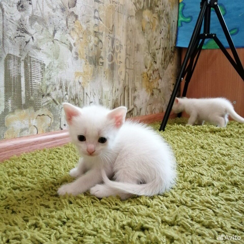 Коты купить на Зозу.ру - фотография № 3