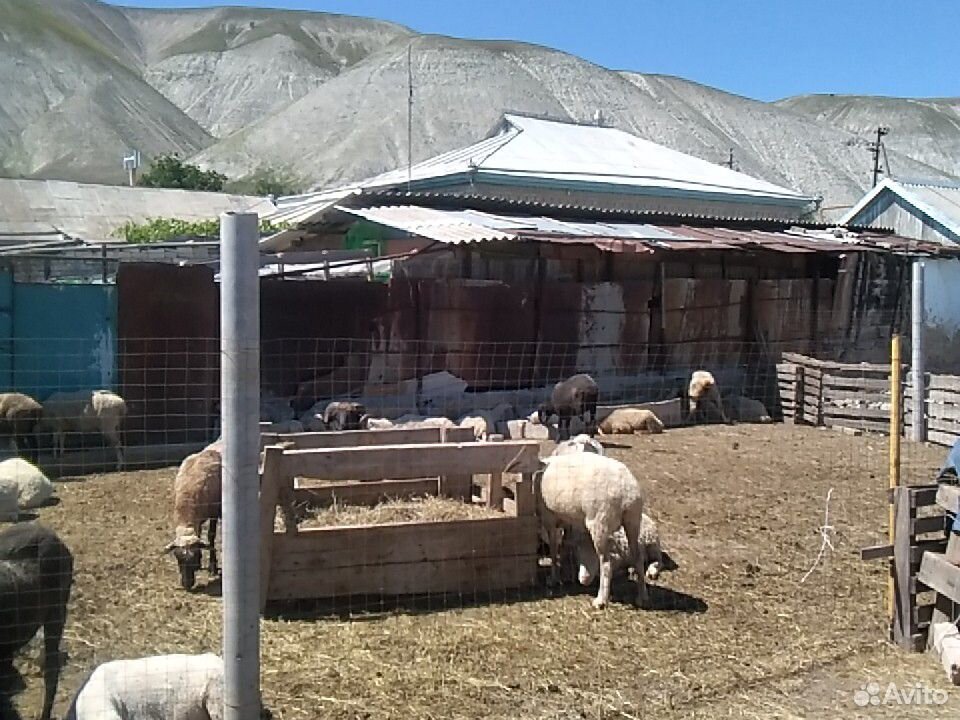 Овцы, ягнята, баранчики купить на Зозу.ру - фотография № 1