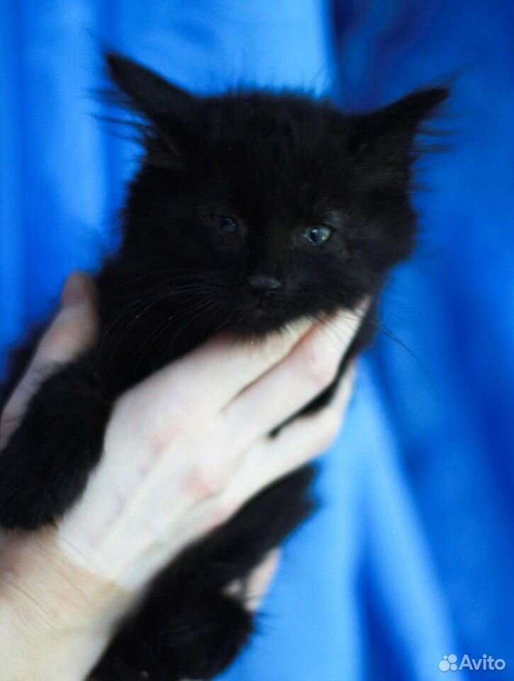Черные котята, мальчики, 2 месяца купить на Зозу.ру - фотография № 10