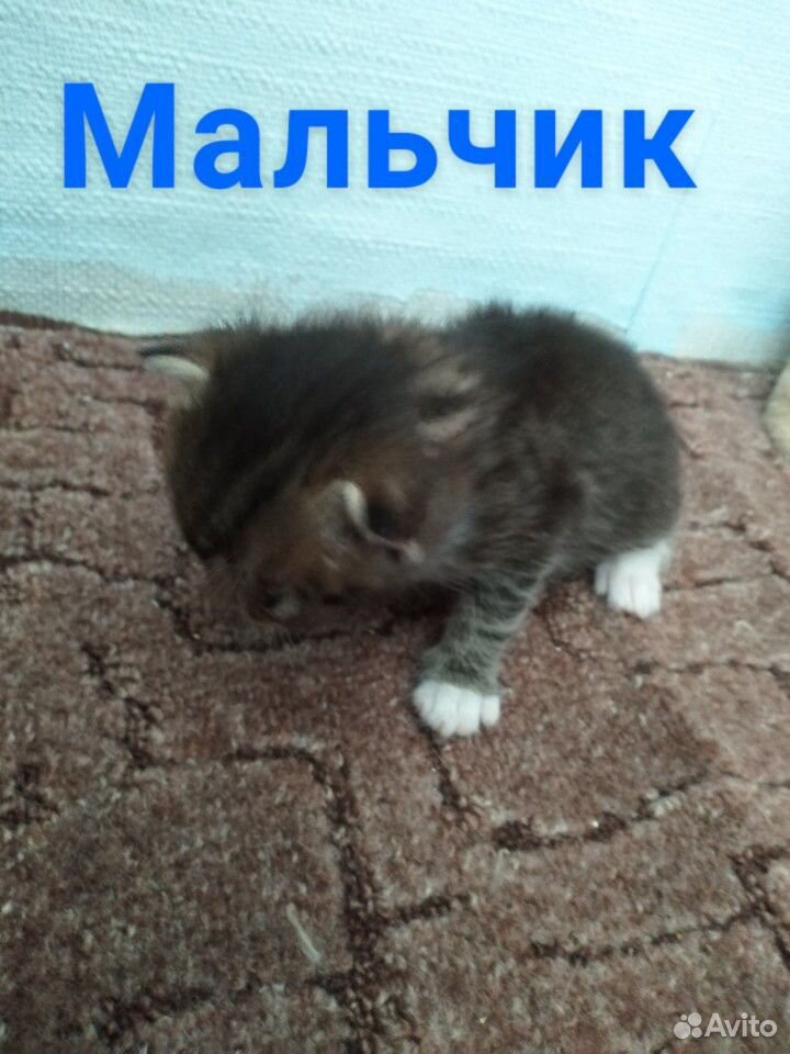 Котята в добрые руки купить на Зозу.ру - фотография № 7