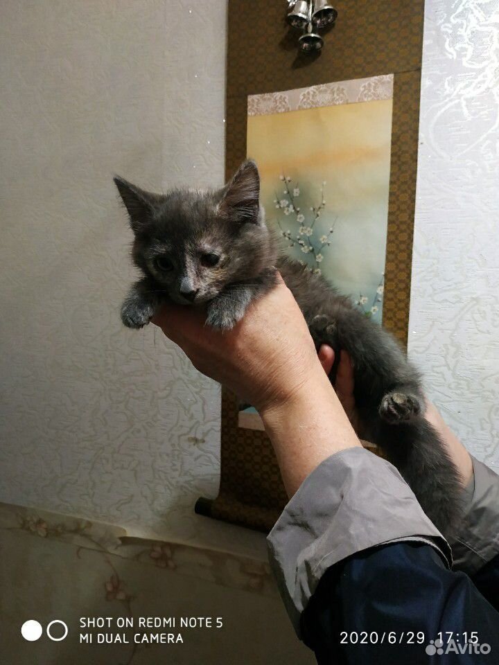 Котята в поиске хозяина купить на Зозу.ру - фотография № 4