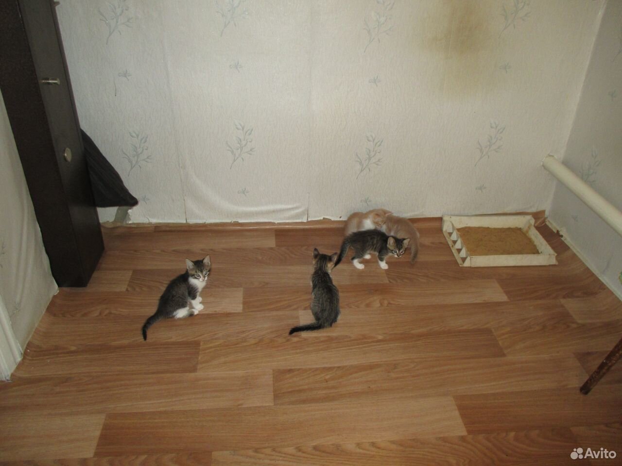 Котята различные купить на Зозу.ру - фотография № 5