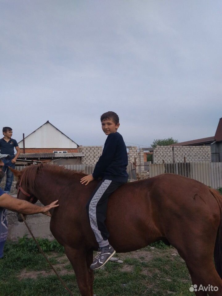 Лошадь купить на Зозу.ру - фотография № 4