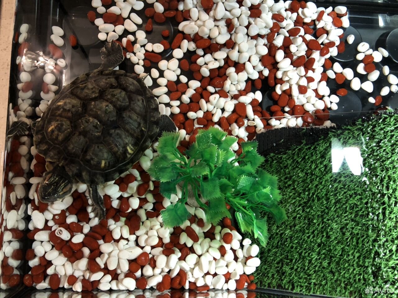Черепаха с черепашником купить на Зозу.ру - фотография № 4