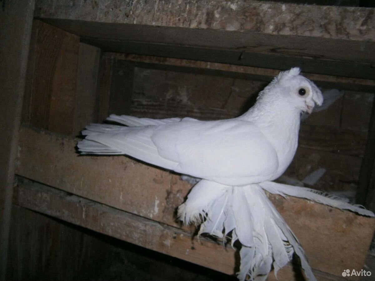 Продам голубей купить на Зозу.ру - фотография № 4