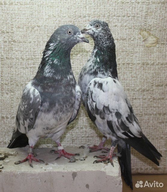 Продам голубей бакинцы(порода Пакистан) молодеж купить на Зозу.ру - фотография № 1