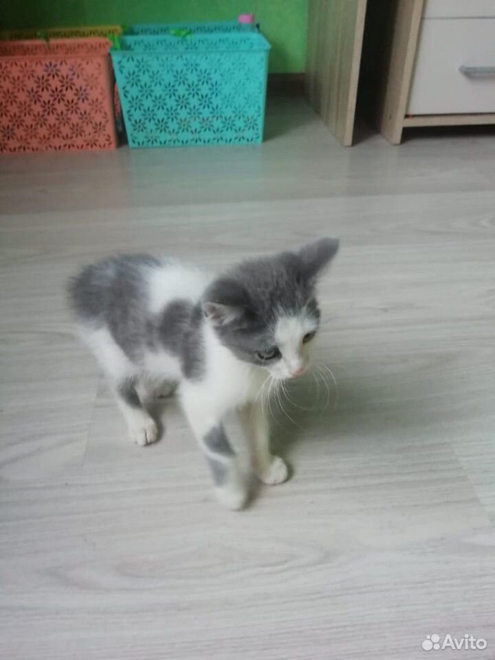 Котёнок, доставка купить на Зозу.ру - фотография № 7