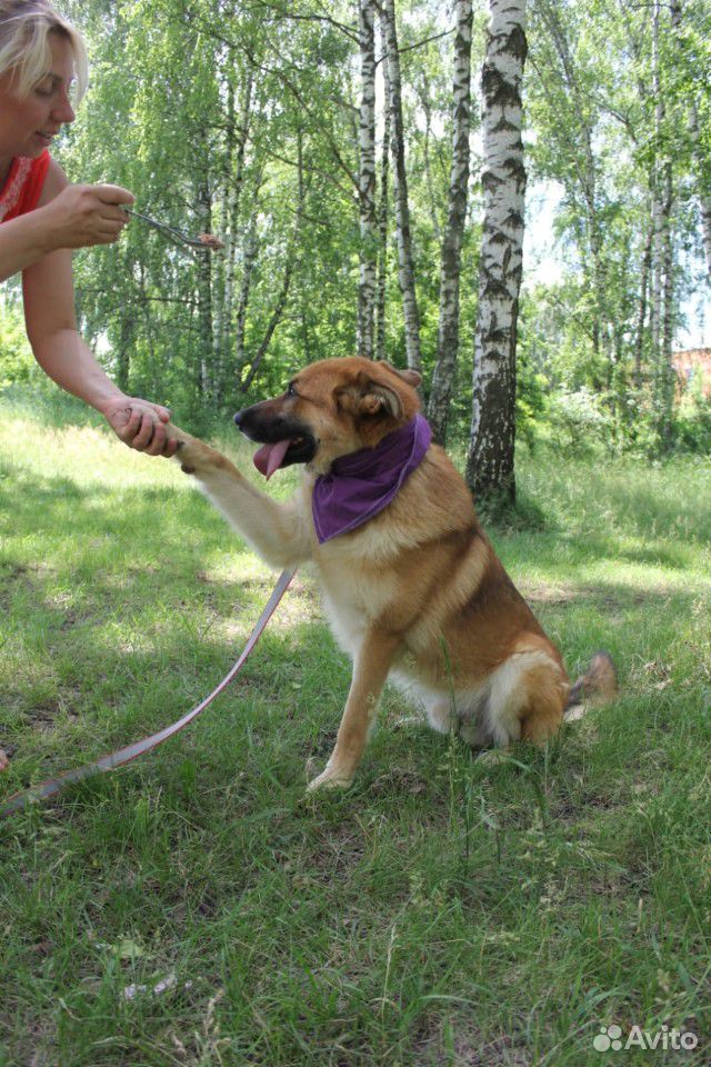 Очень добрая собака из приюта купить на Зозу.ру - фотография № 6