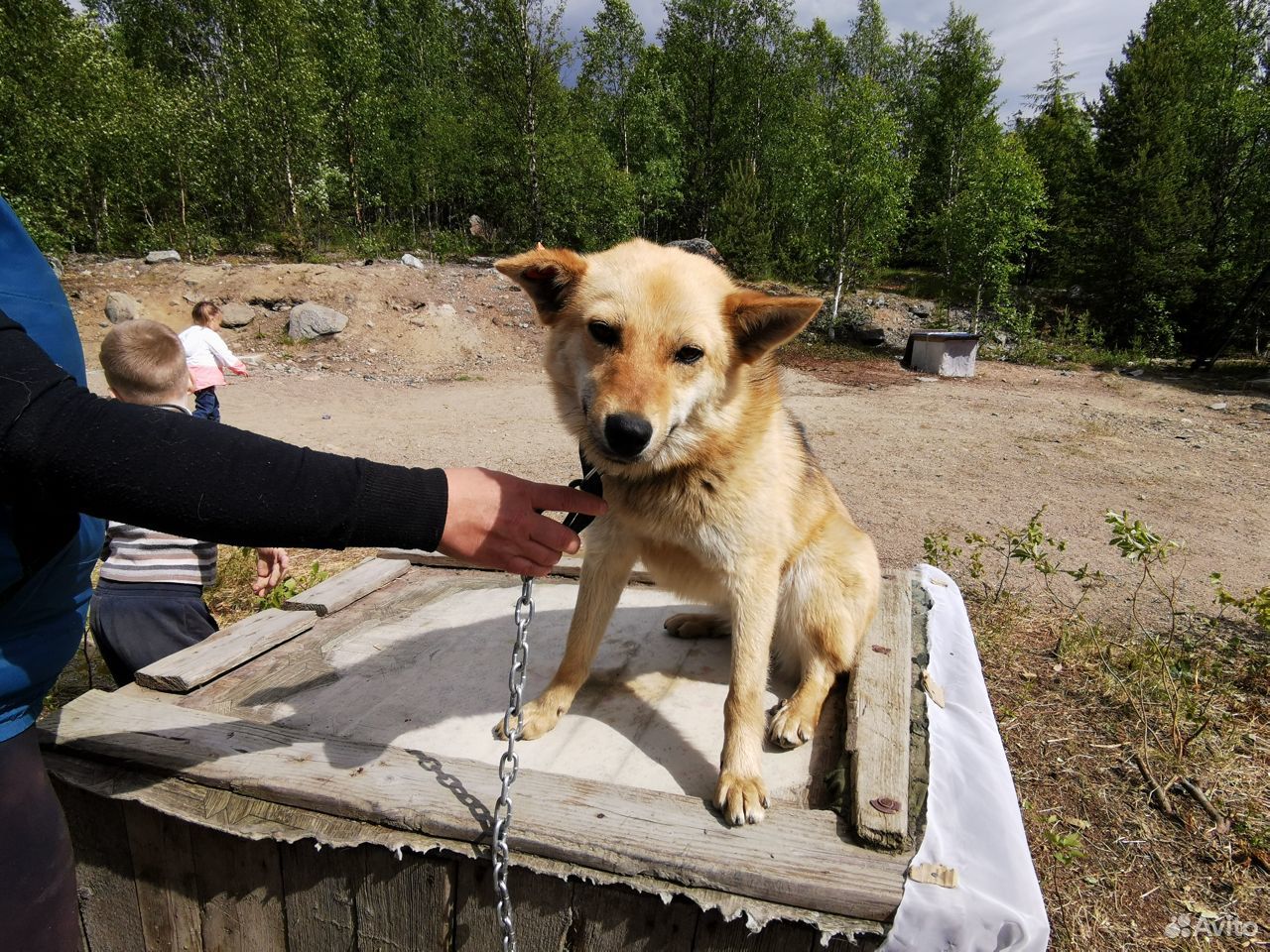 Охотничья собака Ирма купить на Зозу.ру - фотография № 7