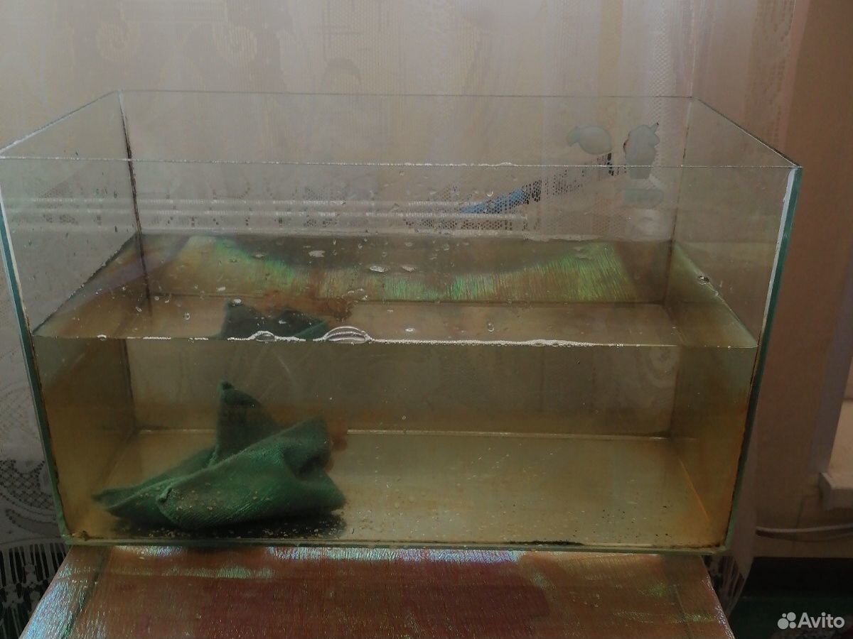 Лягушка шпорцевая альбинос с аквариумом купить на Зозу.ру - фотография № 2