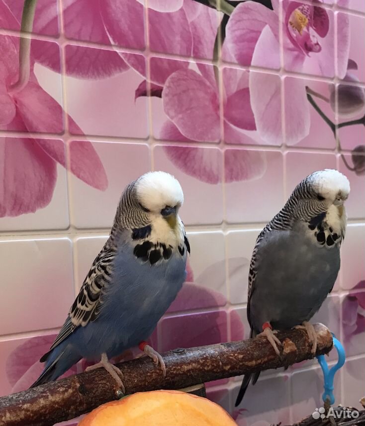 Выставочные волнистые попугаи.Птенцы купить на Зозу.ру - фотография № 10