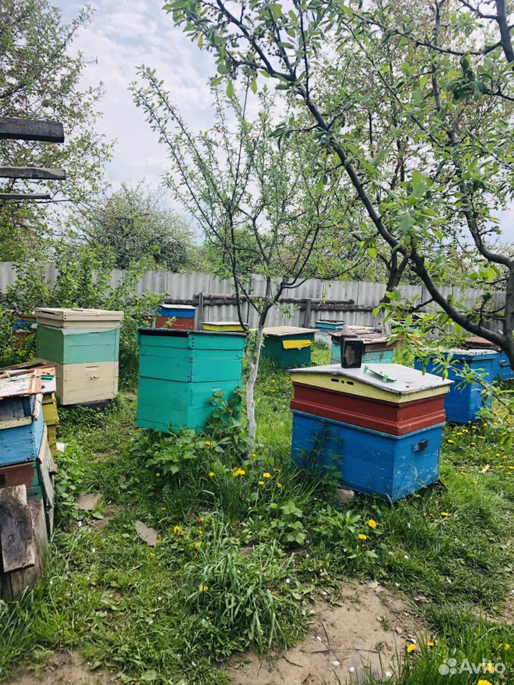 Мёд купить на Зозу.ру - фотография № 5