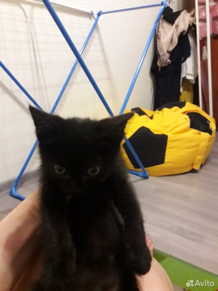 Котёнок 1-2 месяца купить на Зозу.ру - фотография № 1
