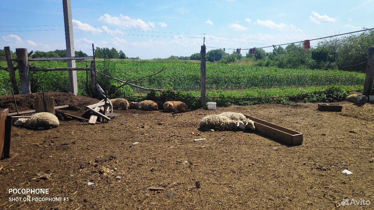 Бараны овцы ягнята купить на Зозу.ру - фотография № 3