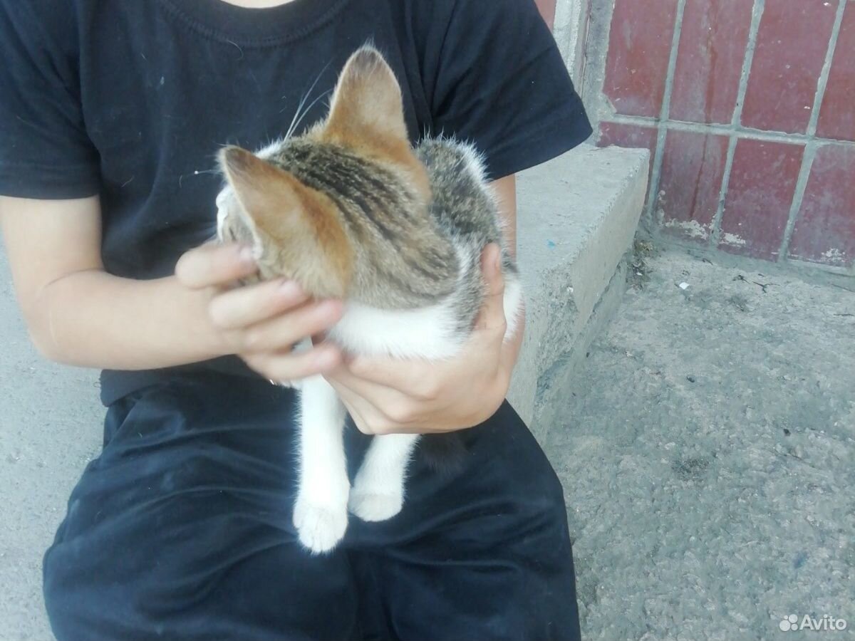 Отдам котёнка(девочку) купить на Зозу.ру - фотография № 3