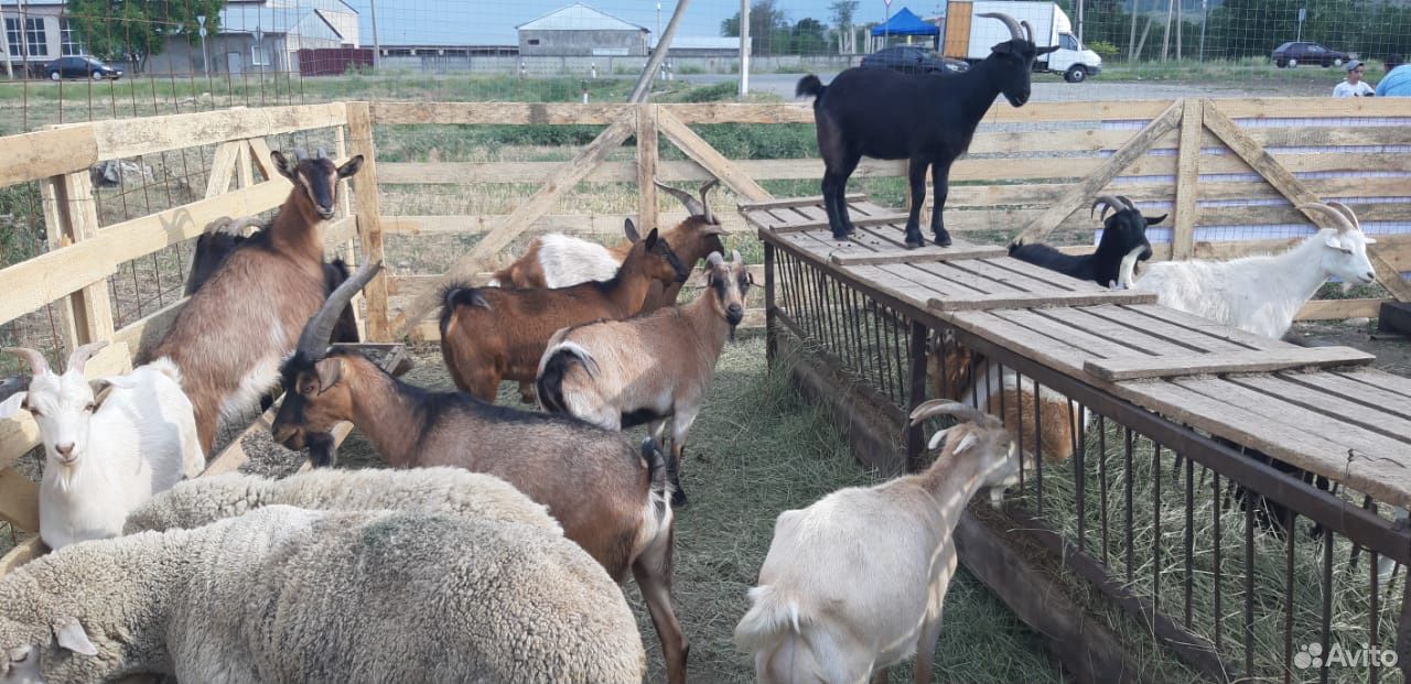 Овцы козы купить на Зозу.ру - фотография № 3