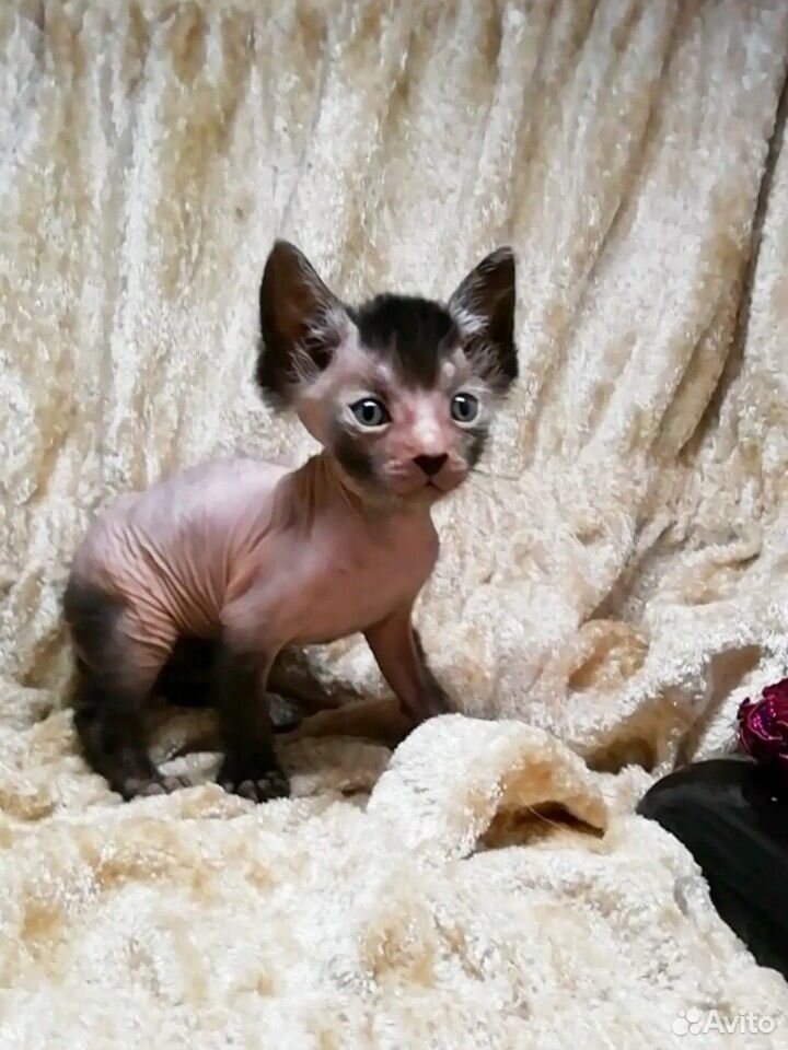 Новая порода Ликой, котенок купить на Зозу.ру - фотография № 4