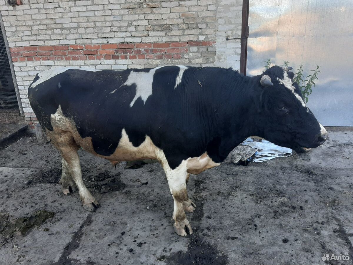 Бык, две коровы купить на Зозу.ру - фотография № 1