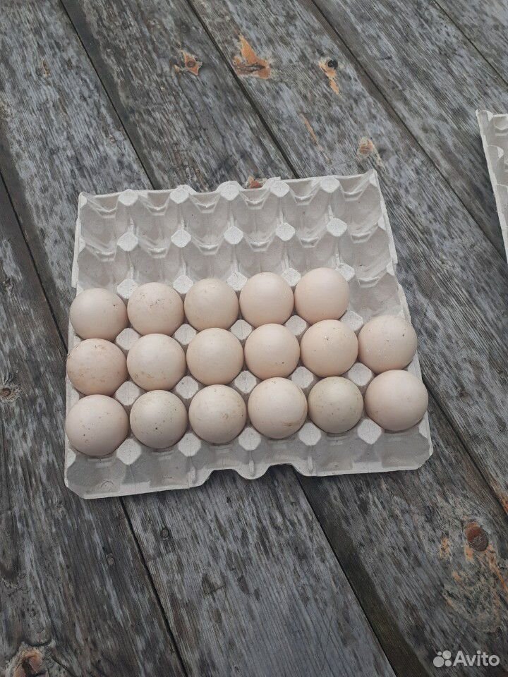 Яйцо инкубационное индоутки (мускасные) купить на Зозу.ру - фотография № 1