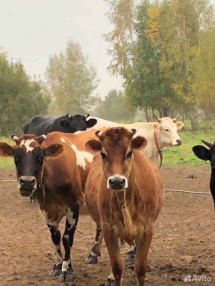 Коровы швицкой, джерсийской породы купить на Зозу.ру - фотография № 3