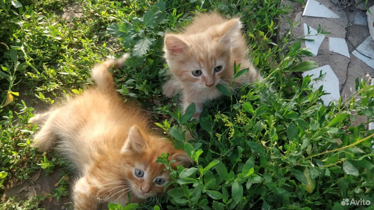 Солнечные котята купить на Зозу.ру - фотография № 1