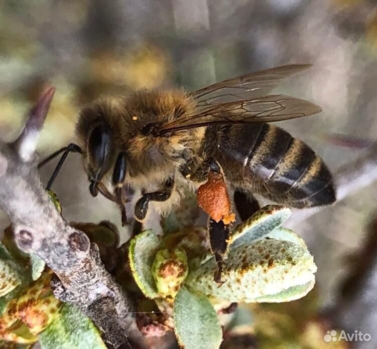 Пыльца пчелиная Сбор 2020 купить на Зозу.ру - фотография № 3