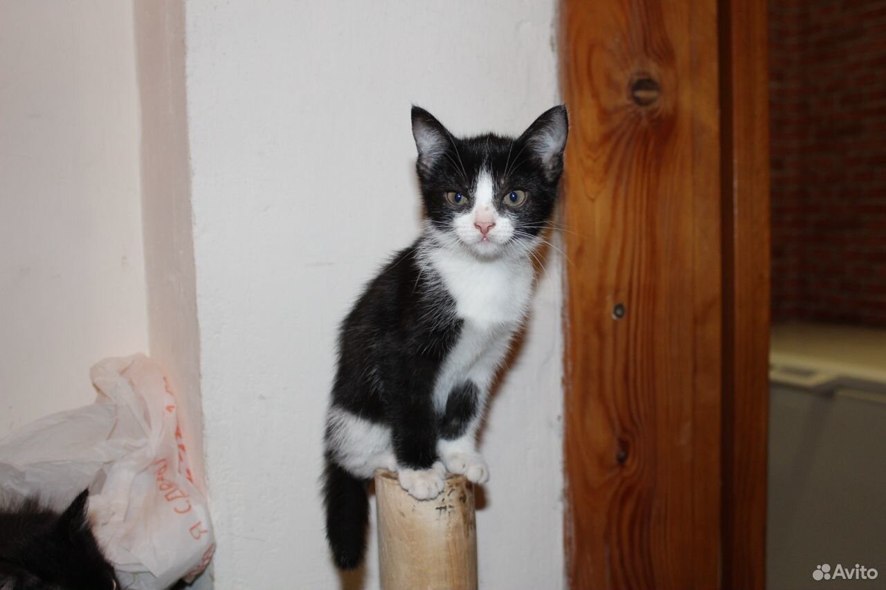 Красивые котята ищут хозяев купить на Зозу.ру - фотография № 5