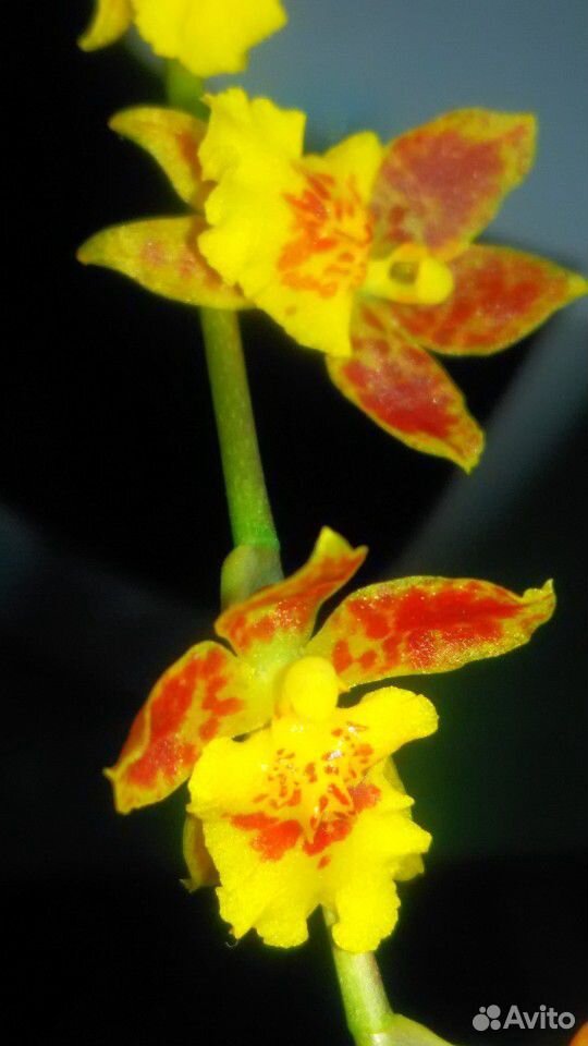 Орхидея Haweara купить на Зозу.ру - фотография № 1