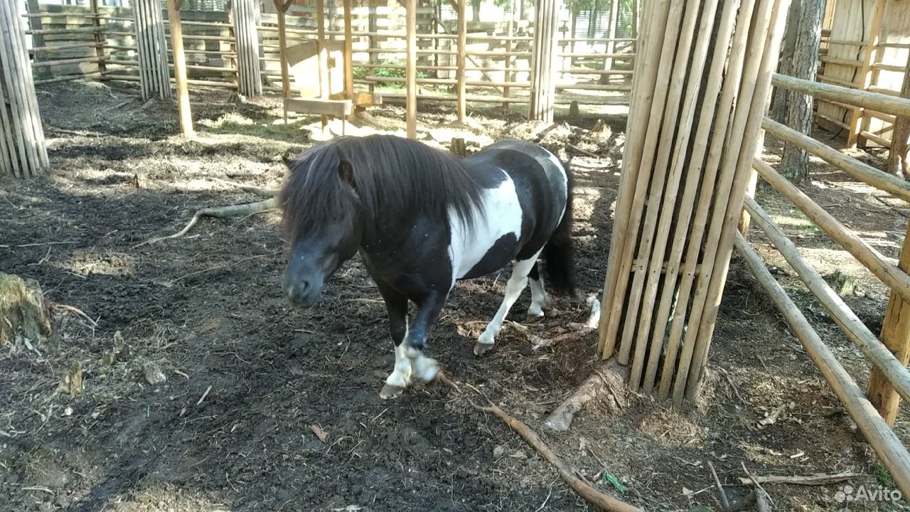 Шетлендский пони купить на Зозу.ру - фотография № 2