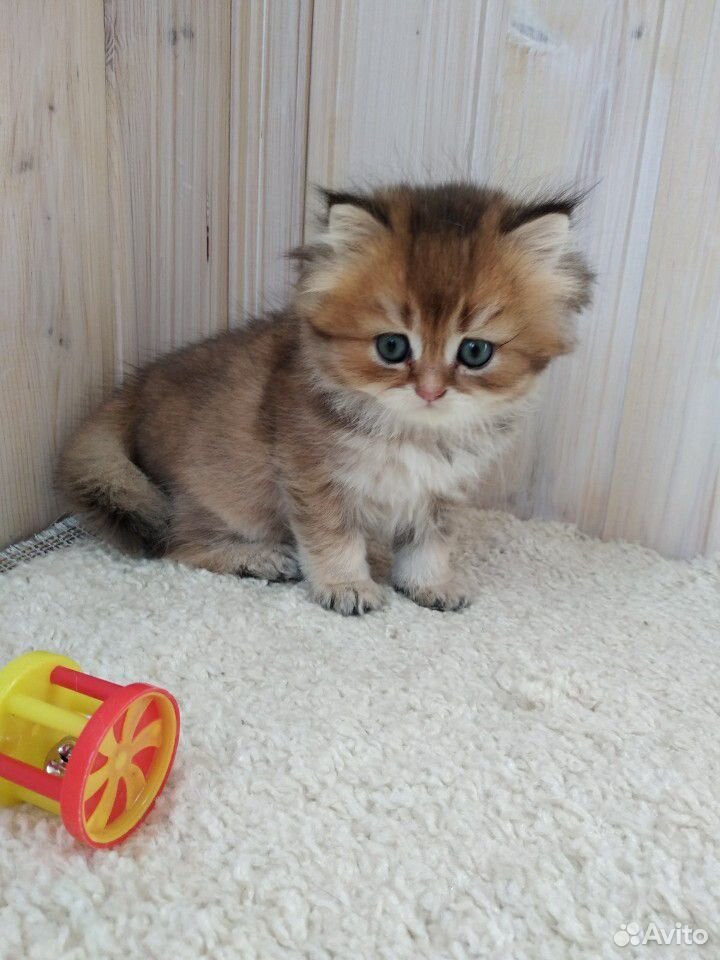 Британский золотой котик купить на Зозу.ру - фотография № 8