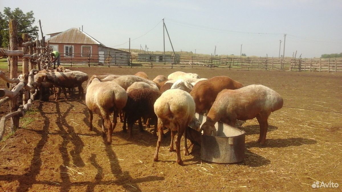 Баран овцы купить на Зозу.ру - фотография № 5
