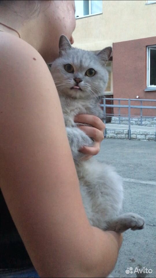 Кошка подросток купить на Зозу.ру - фотография № 1