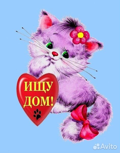 Кошка-шикарная красавица В добрые руки купить на Зозу.ру - фотография № 4
