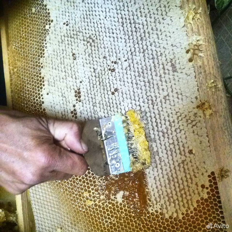 Мед свежая качка купить на Зозу.ру - фотография № 2