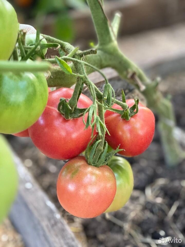 Домашние помидоры купить на Зозу.ру - фотография № 3