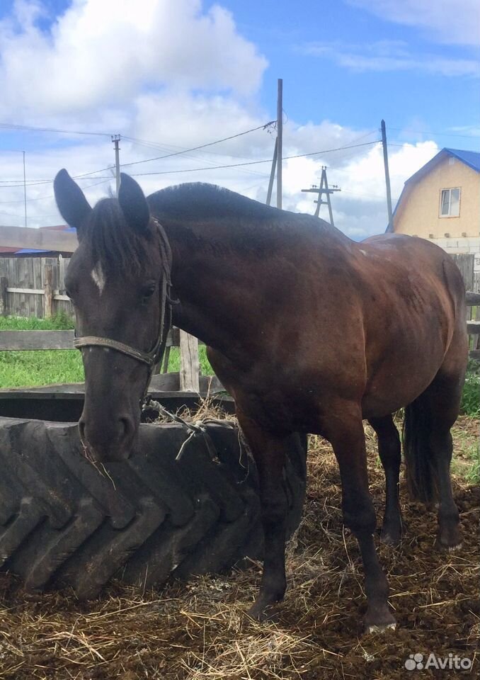 Лошадь ездовая купить на Зозу.ру - фотография № 3
