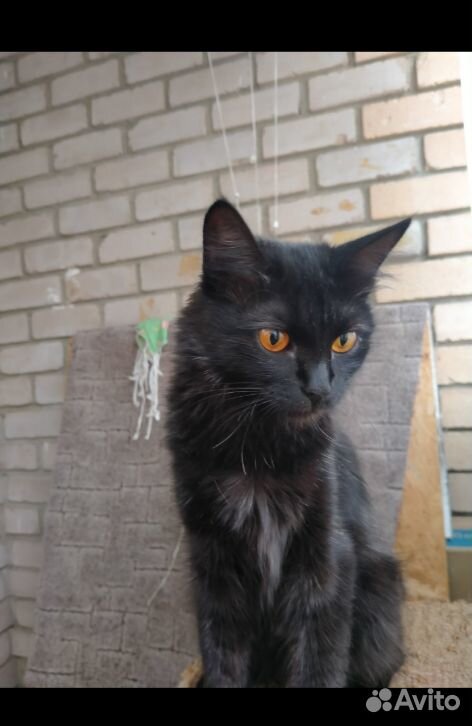 Кошка глаза янтари стерильна лоток на пять купить на Зозу.ру - фотография № 1