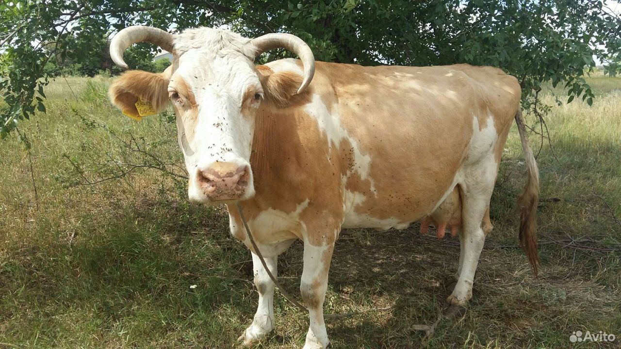 Продаю оптом 5 голов 2 коровы 2 тел и бычек 195000 купить на Зозу.ру - фотография № 1