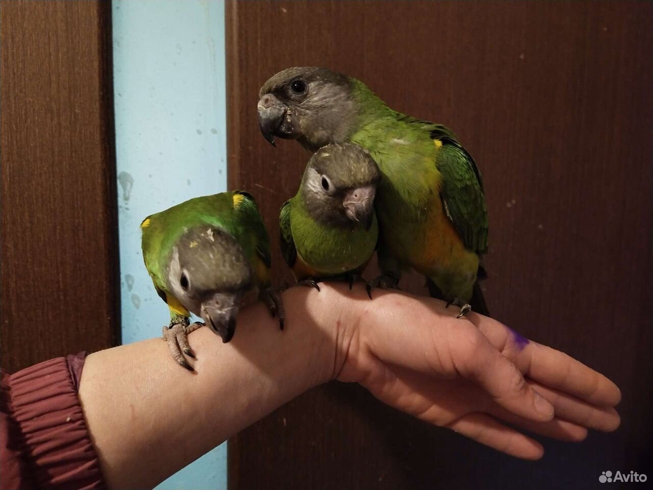 Сенегальский попугай птенцы выкормыши купить на Зозу.ру - фотография № 2