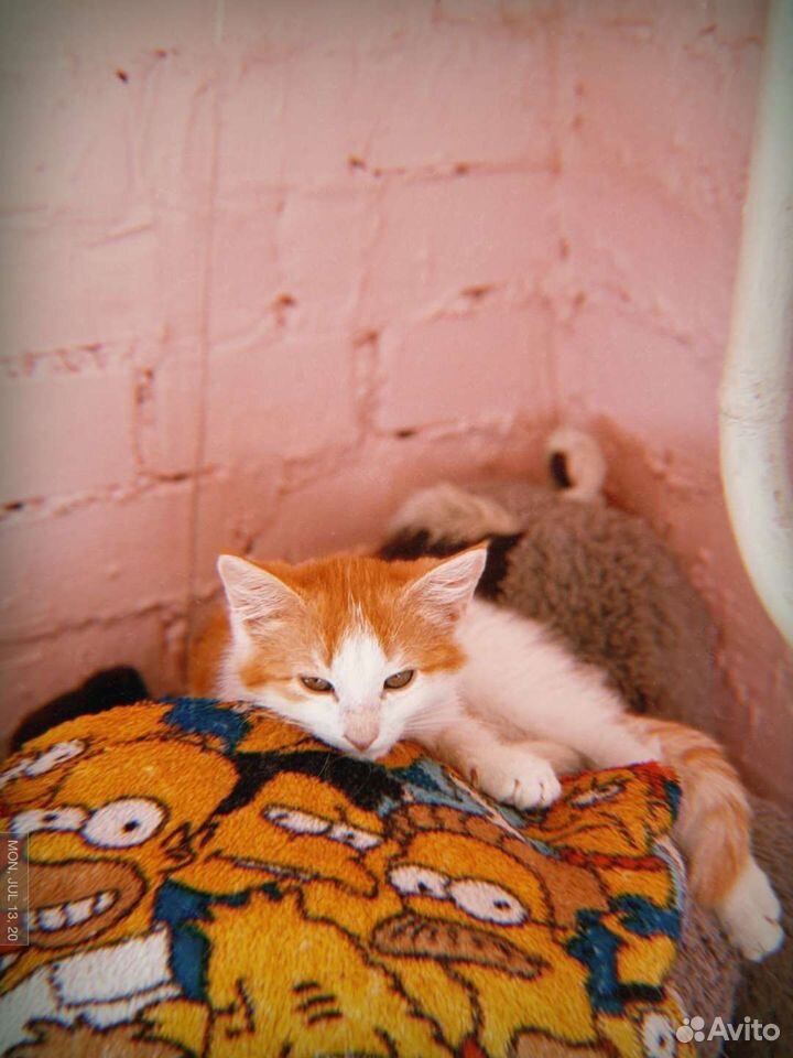 Яркий котенок Сема, 3,5 месяца купить на Зозу.ру - фотография № 6