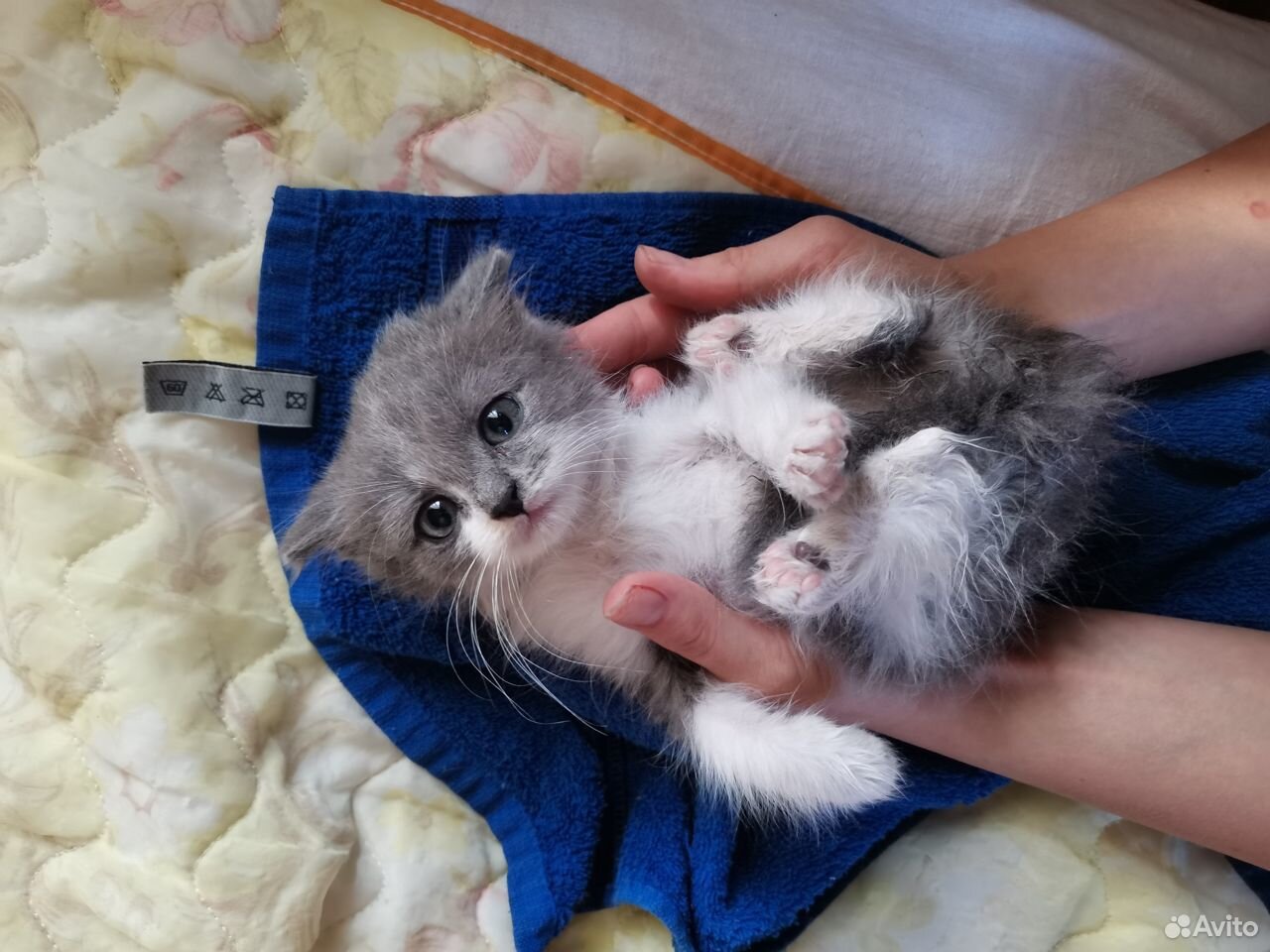 Котенок 1 месяц бесплатно купить на Зозу.ру - фотография № 2