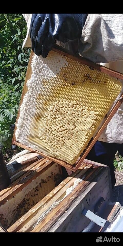 Продаю мёд купить на Зозу.ру - фотография № 2
