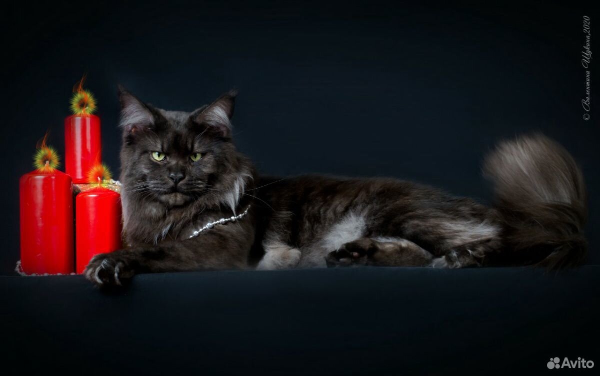 Вязка кот Мейн-кун (чёрный дым) купить на Зозу.ру - фотография № 1