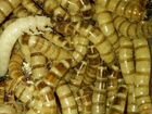Зоофобас,мучной червь, мадагаскарские тараканы объявление продам