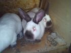 Калифорнийские кролики на племя объявление продам